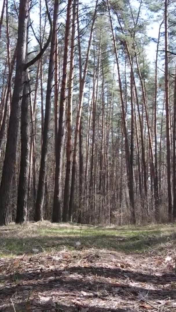 Вертикальное видео красивого лесного пейзажа — стоковое видео