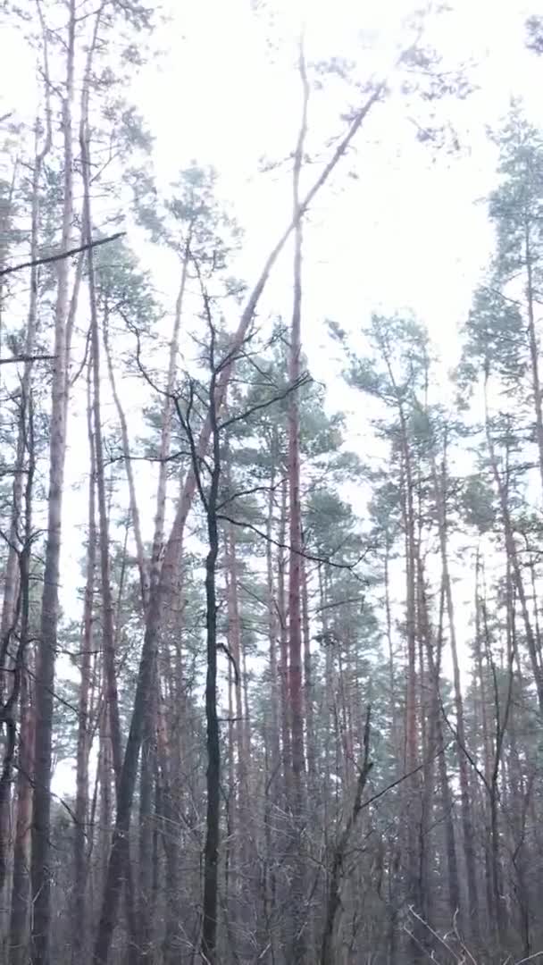 Vertikales Video von schöner Waldlandschaft — Stockvideo