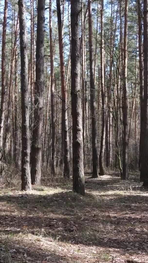 Güzel orman manzarasının dikey videosu — Stok video