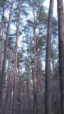 Güzel orman manzarasının dikey videosu