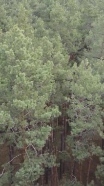 Güzel orman manzarasının dikey videosu