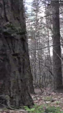 Güzel orman manzarasının dikey videosu