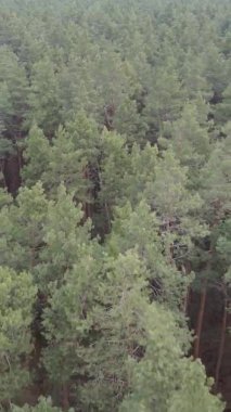 Güzel orman manzarasının dikey videosu