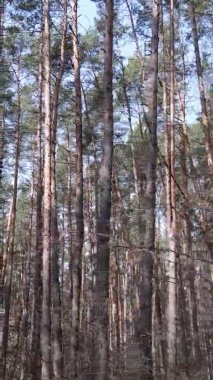 Güzel orman manzarasının dikey videosu