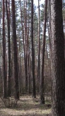 Güzel orman manzarasının dikey videosu