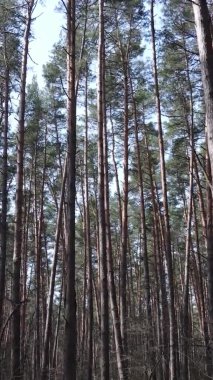 Güzel orman manzarasının dikey videosu