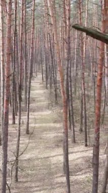 Güzel orman manzarasının dikey videosu