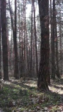 Güzel orman manzarasının dikey videosu