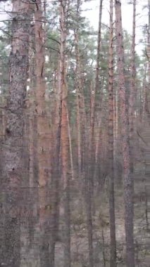 Güzel orman manzarasının dikey videosu