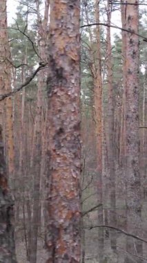 Güzel orman manzarasının dikey videosu