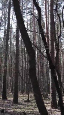 Güzel orman manzarasının dikey videosu