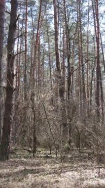 Güzel orman manzarasının dikey videosu