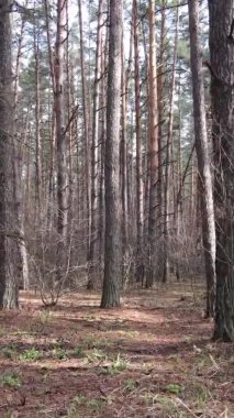 Güzel orman manzarasının dikey videosu