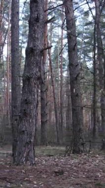 Güzel orman manzarasının dikey videosu