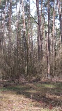 Güzel orman manzarasının dikey videosu