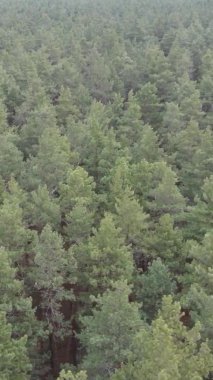 Güzel orman manzarasının dikey videosu