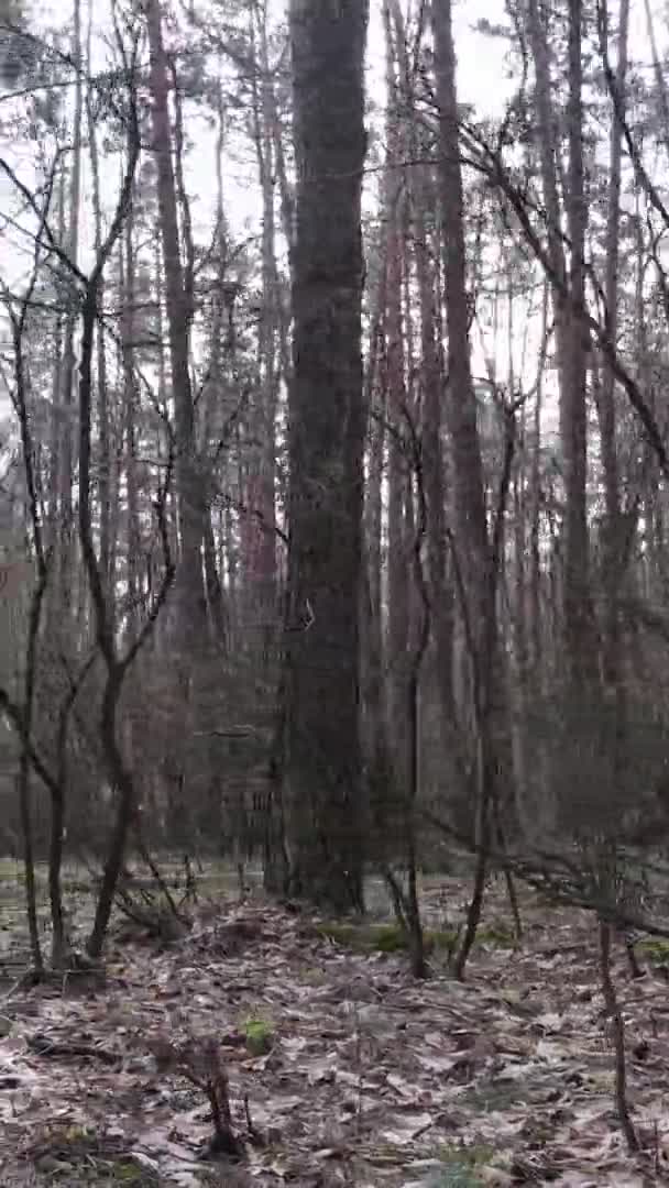 Vidéo verticale de beau paysage forestier — Video