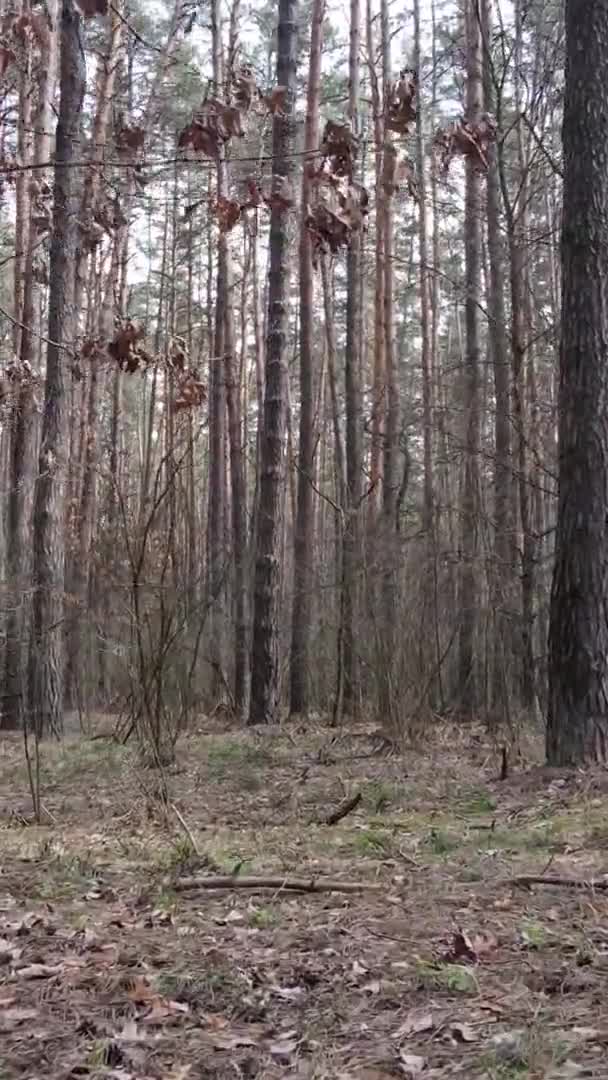 Vertikales Video von schöner Waldlandschaft — Stockvideo