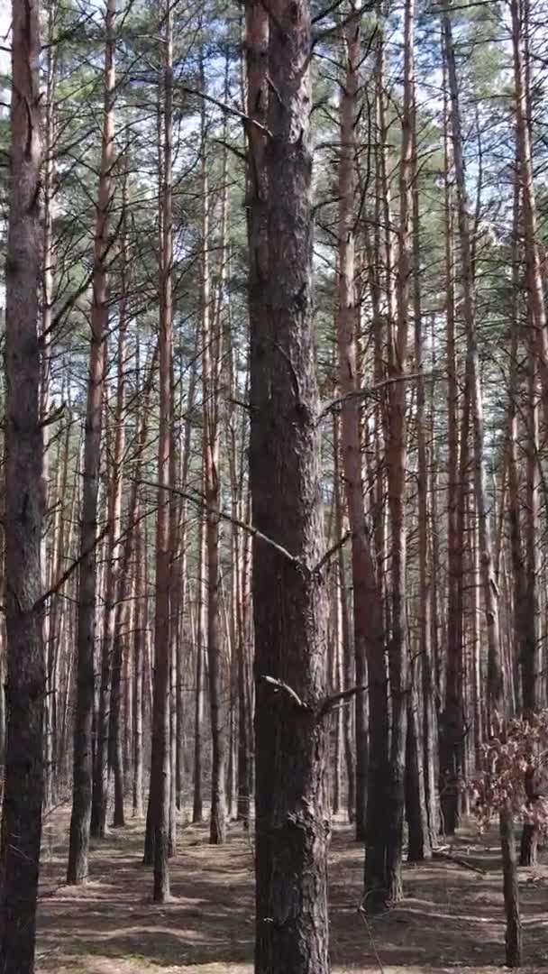 Vídeo vertical de hermoso paisaje forestal — Vídeos de Stock