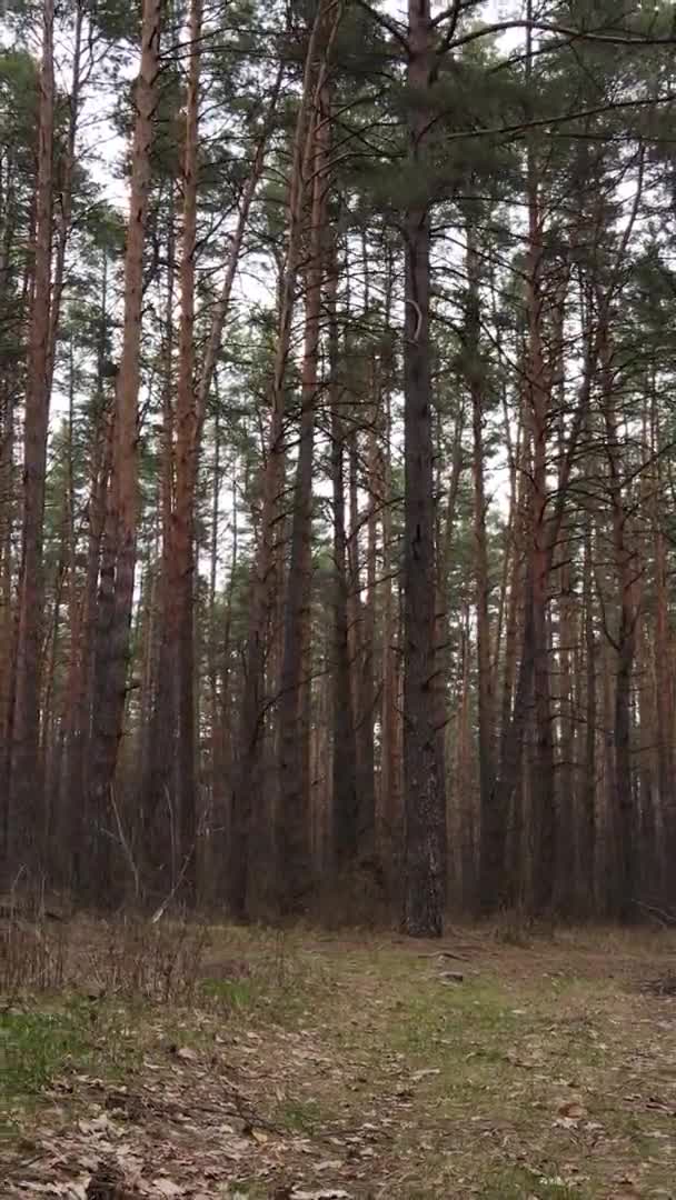 Вертикальное видео красивого лесного пейзажа — стоковое видео