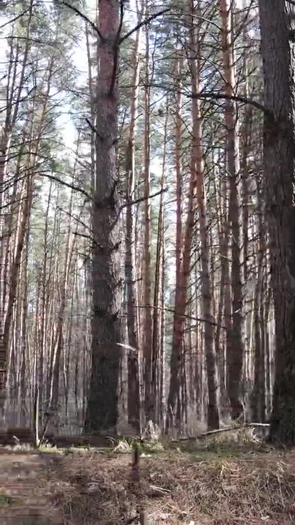 Vídeo vertical de hermoso paisaje forestal — Vídeos de Stock