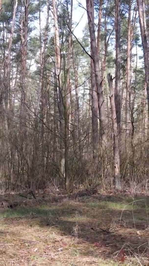 Vidéo verticale de beau paysage forestier
