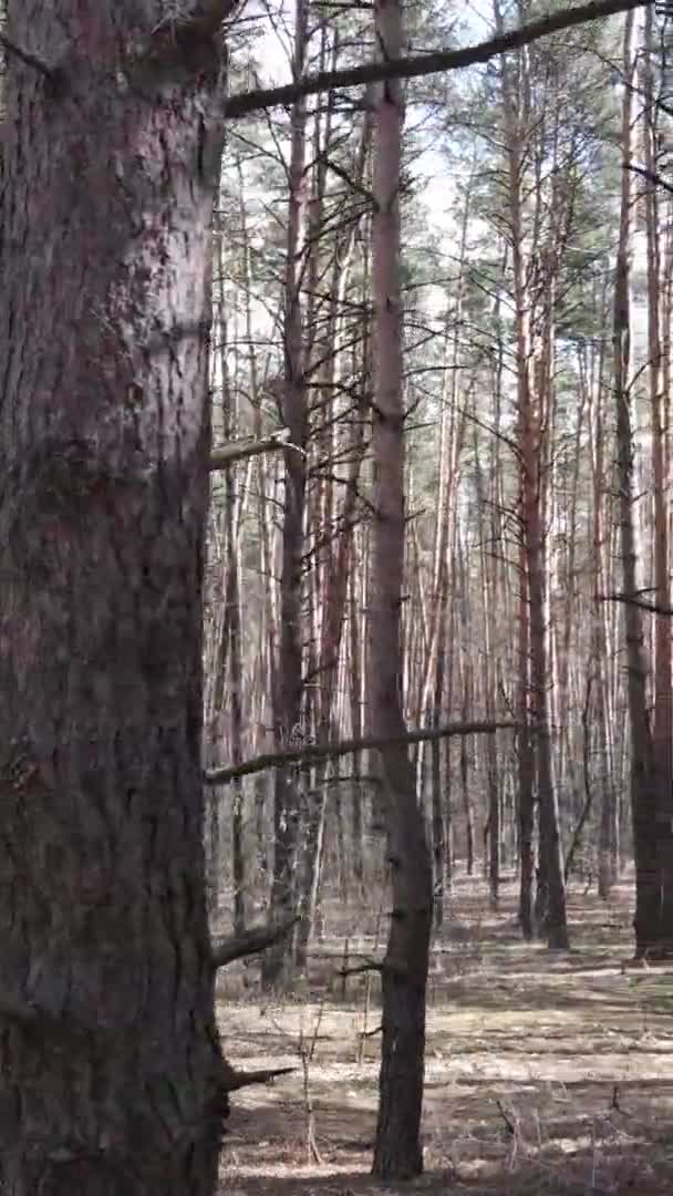 Vídeo vertical de bela paisagem florestal — Vídeo de Stock