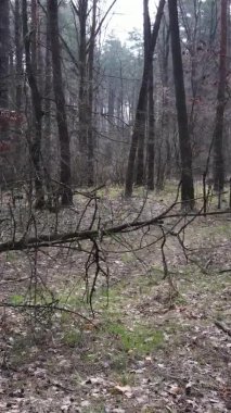 Güzel orman manzarasının dikey videosu