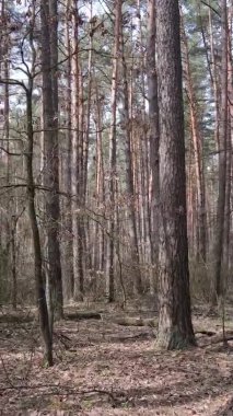 Güzel orman manzarasının dikey videosu