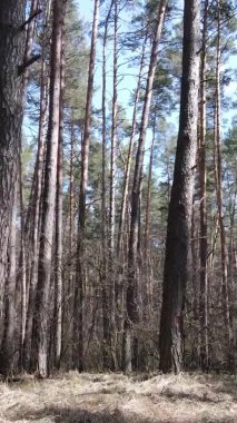 Güzel orman manzarasının dikey videosu