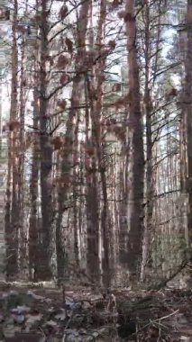 Güzel orman manzarasının dikey videosu