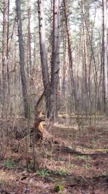 Güzel orman manzarasının dikey videosu