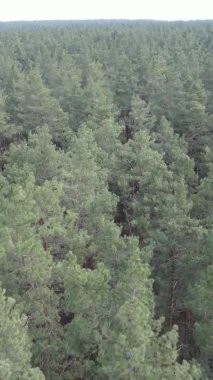 Güzel orman manzarasının dikey videosu