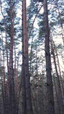 Güzel orman manzarasının dikey videosu