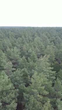 Güzel orman manzarasının dikey videosu