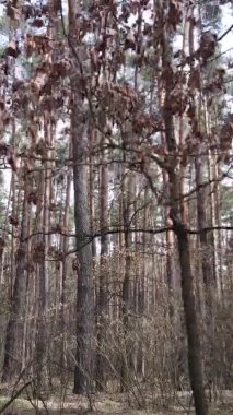 Güzel orman manzarasının dikey videosu