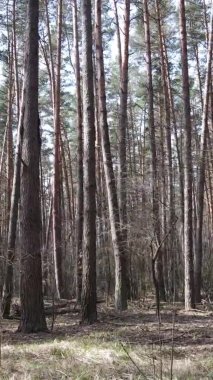 Güzel orman manzarasının dikey videosu