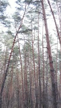 Güzel orman manzarasının dikey videosu