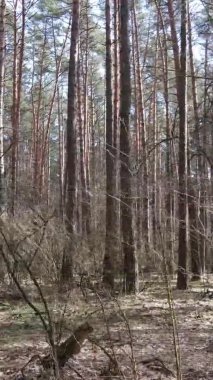 Güzel orman manzarasının dikey videosu