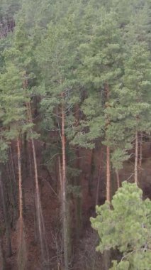 Güzel orman manzarasının dikey videosu