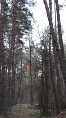 Güzel orman manzarasının dikey videosu