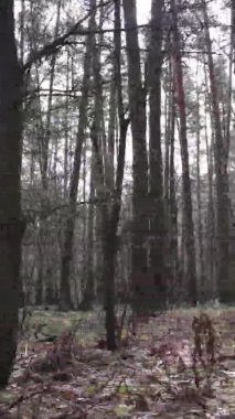 Güzel orman manzarasının dikey videosu