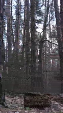 Güzel orman manzarasının dikey videosu