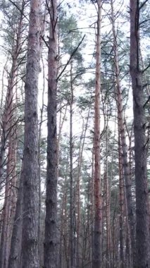 Güzel orman manzarasının dikey videosu