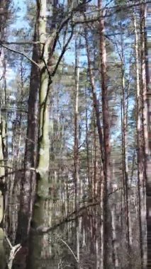 Güzel orman manzarasının dikey videosu