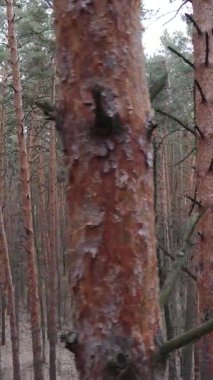 Güzel orman manzarasının dikey videosu