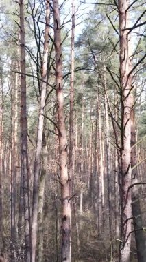 Güzel orman manzarasının dikey videosu