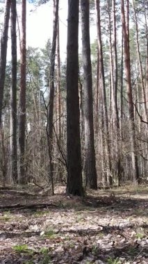 Güzel orman manzarasının dikey videosu