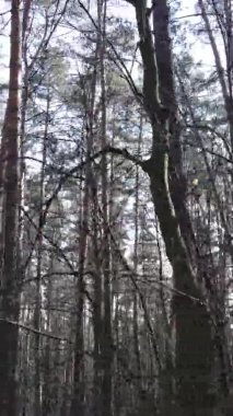 Güzel orman manzarasının dikey videosu