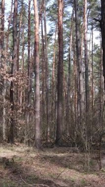 Güzel orman manzarasının dikey videosu